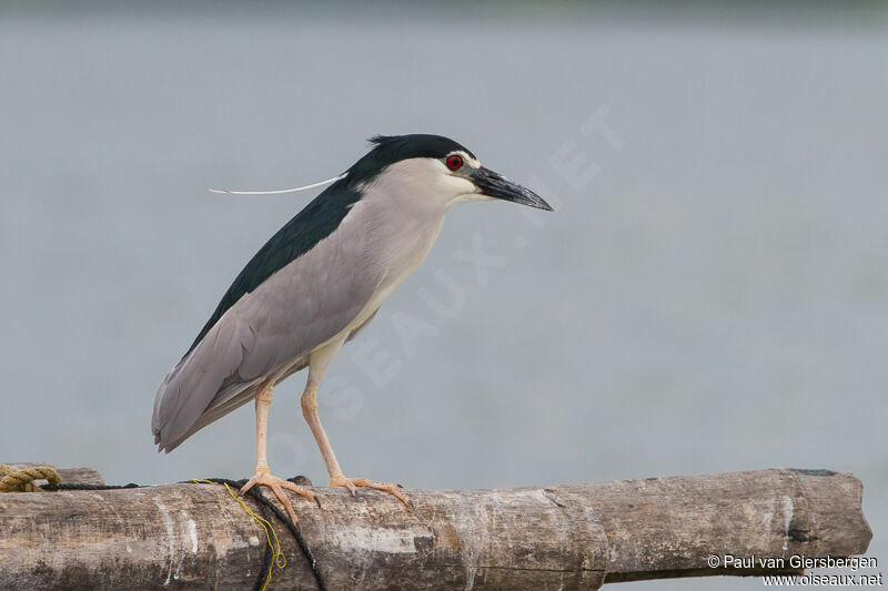 Black-crowned Night Heronadult