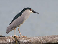 Black-crowned Night Heron