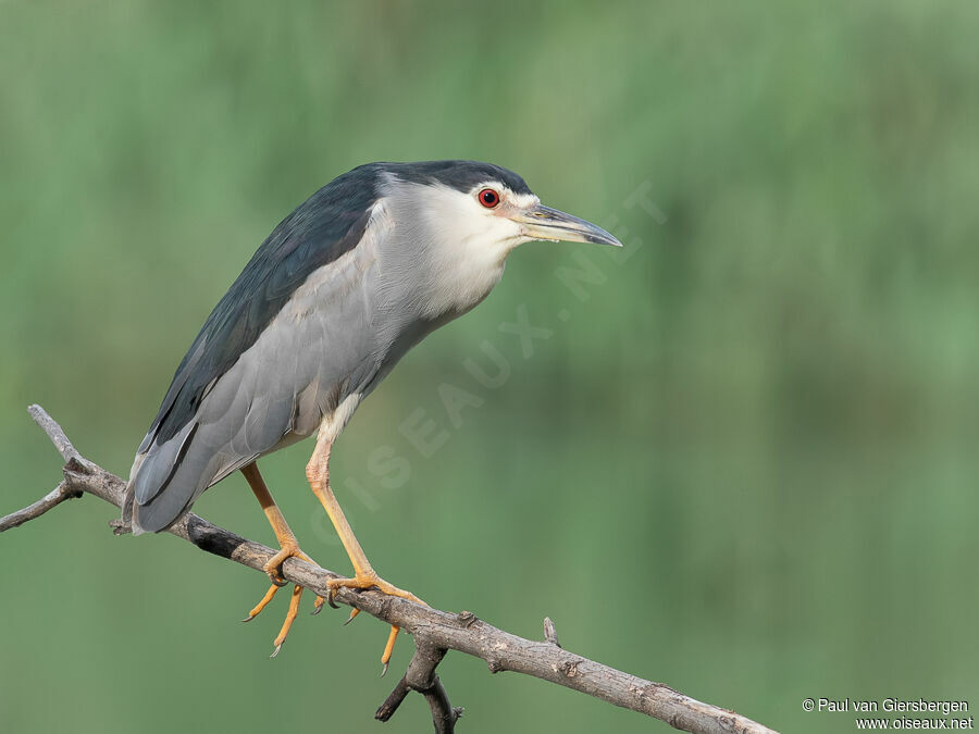 Black-crowned Night Heronadult