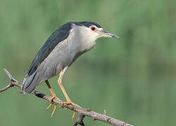 Black-crowned Night Heron