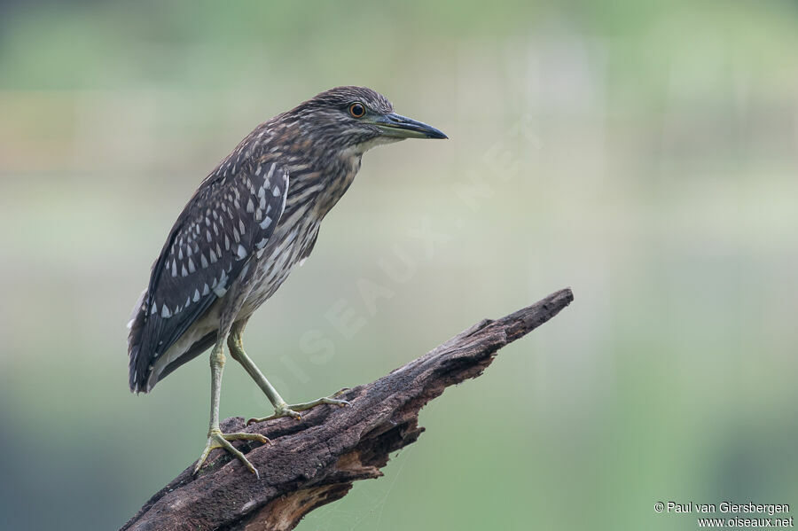 Black-crowned Night Heronimmature