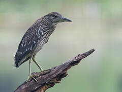 Black-crowned Night Heron