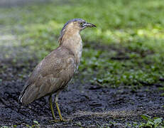 Malayan Night Heron