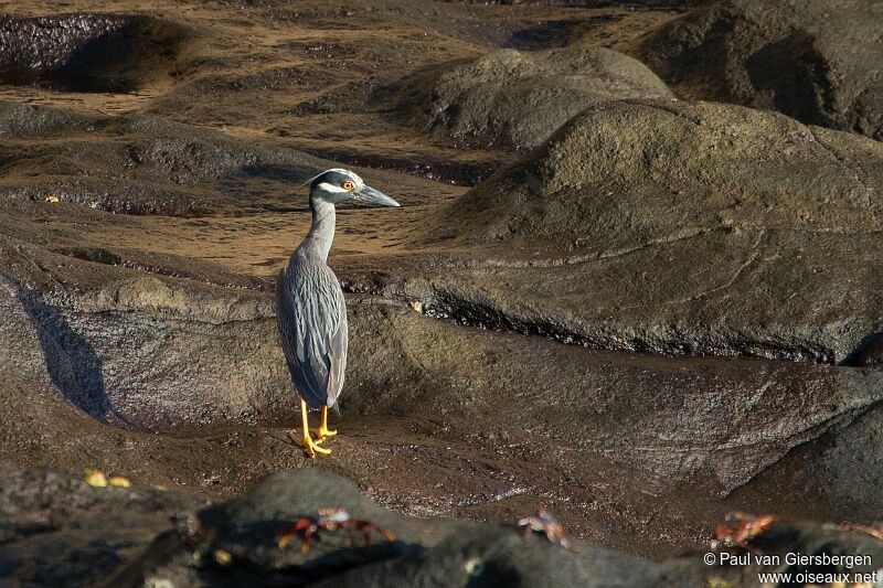 Yellow-crowned Night Heron