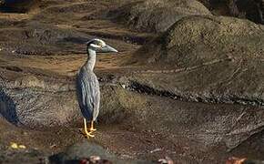 Yellow-crowned Night Heron