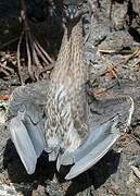 Yellow-crowned Night Heron