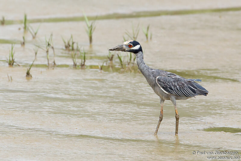 Yellow-crowned Night Heron