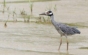 Yellow-crowned Night Heron