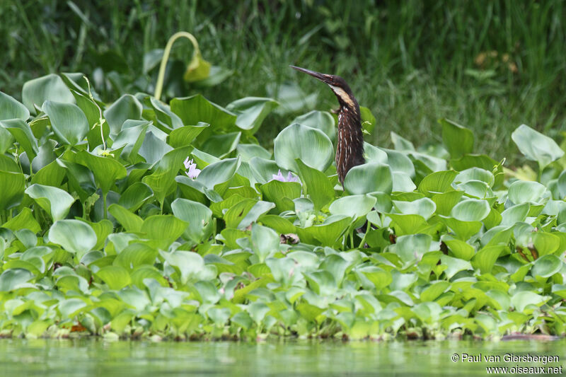 Black Bitternadult