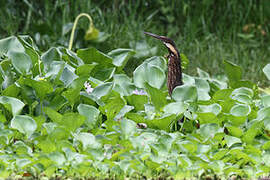 Black Bittern