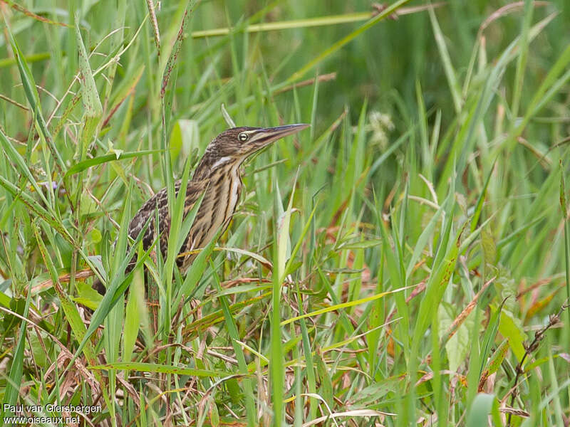 Cinnamon Bitternjuvenile, identification