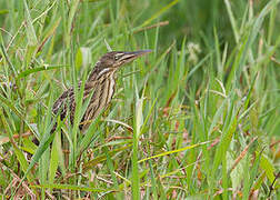 Cinnamon Bittern