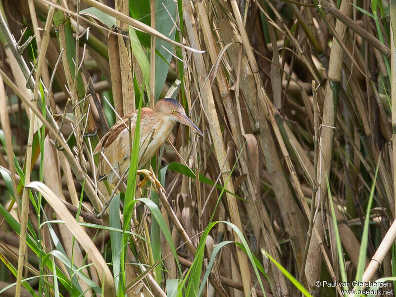 Yellow Bittern