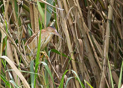 Yellow Bittern