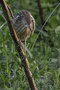 Yellow Bittern