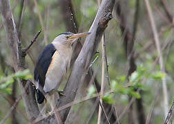 Little Bittern