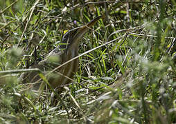 Little Bittern