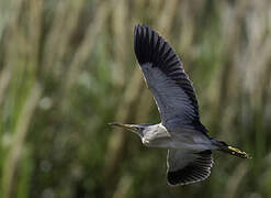 Little Bittern