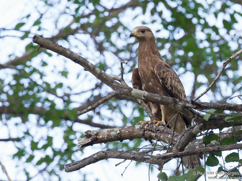 European Honey Buzzard