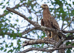 European Honey Buzzard