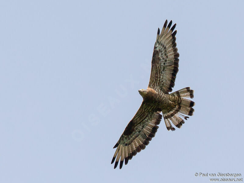 European Honey Buzzard