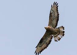 European Honey Buzzard