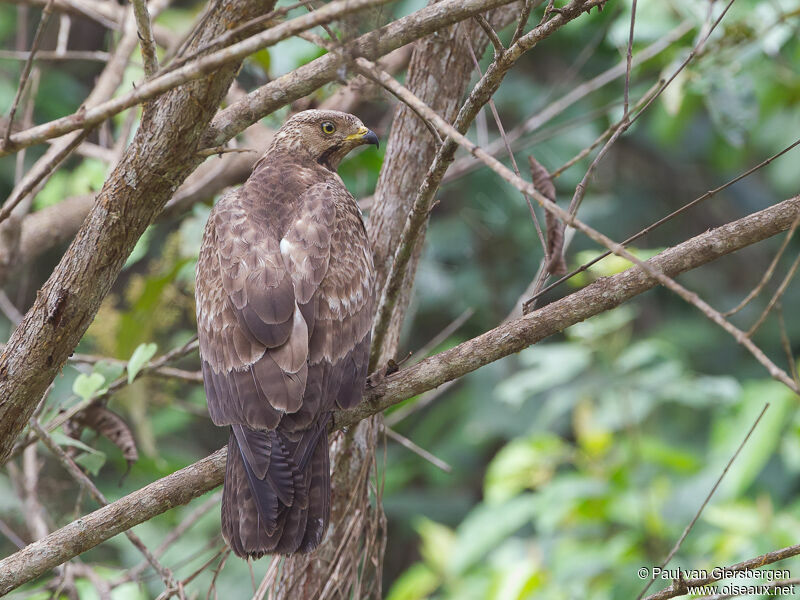 European Honey Buzzard