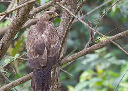 European Honey Buzzard