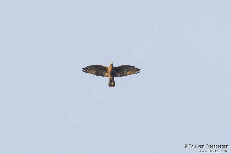 Crested Honey Buzzard