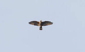 Crested Honey Buzzard