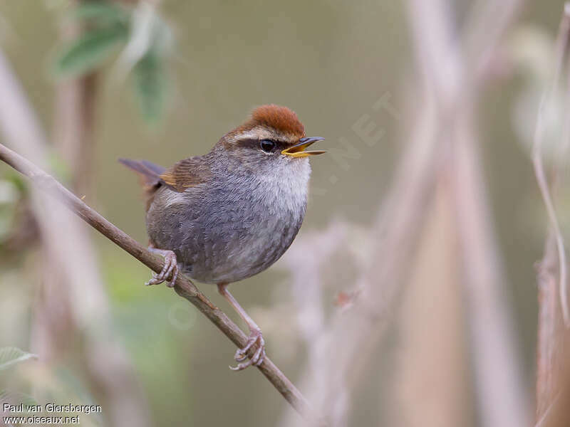 Bouscarle à couronne brune, portrait