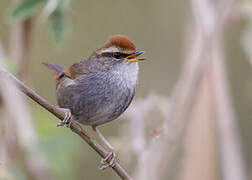 Grey-sided Bush Warbler