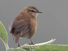 Cinnamon Bracken Warbler