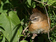 Cinnamon Bracken Warbler