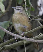 Cinnamon Bracken Warbler