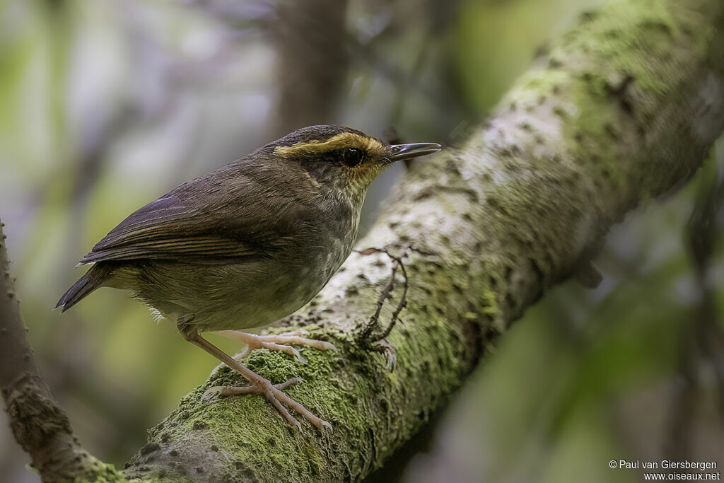 Bornean Stubtailadult