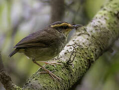 Bornean Stubtail