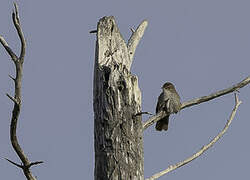 Cetti's Warbler