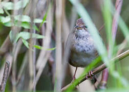 Baikal Bush Warbler