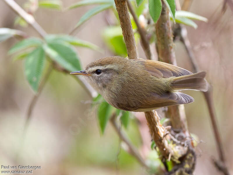 Hume's Bush Warbler, habitat, pigmentation