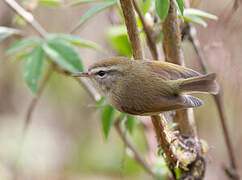 Hume's Bush Warbler