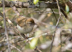 Hume's Bush Warbler