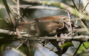 Evergreen Forest Warbler