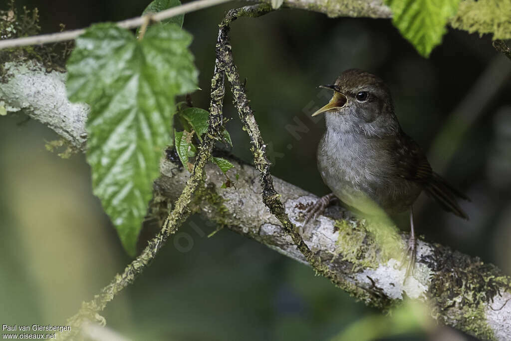 Philippine Bush Warbleradult