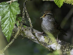 Philippine Bush Warbler