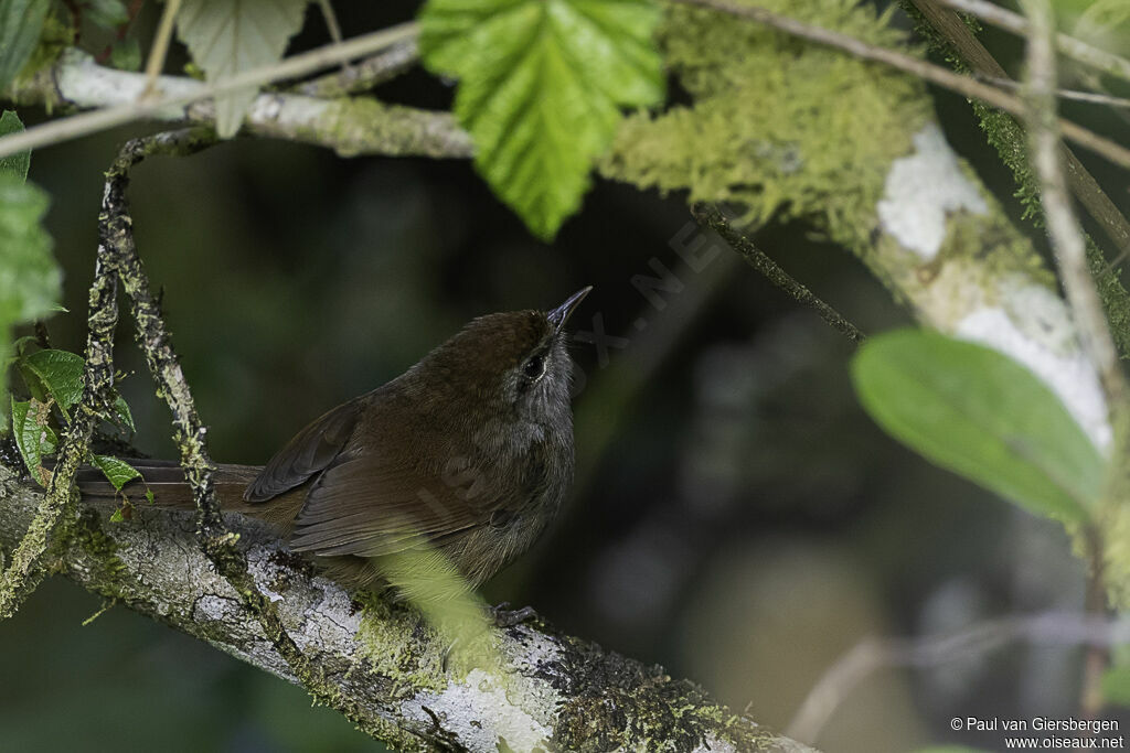 Philippine Bush Warbleradult