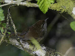 Philippine Bush Warbler