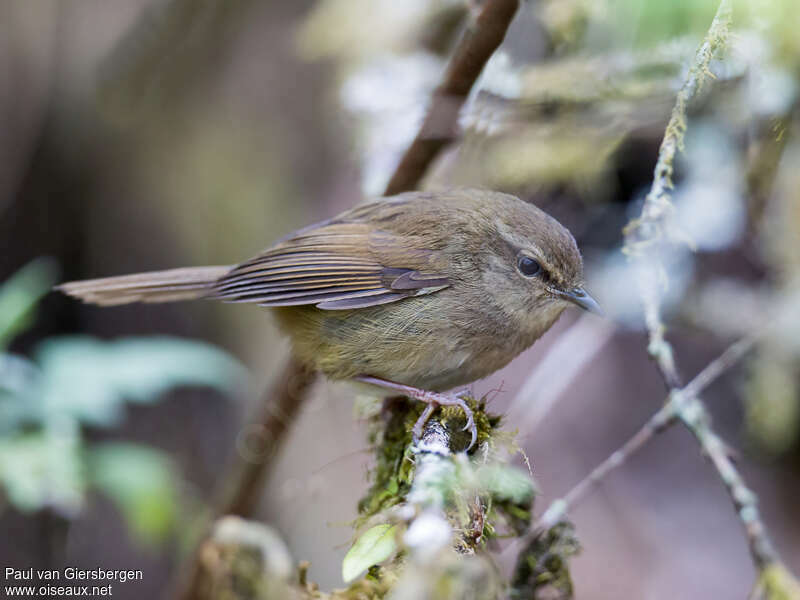 Brown-flanked Bush Warbleradult