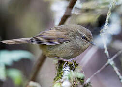 Brown-flanked Bush Warbler