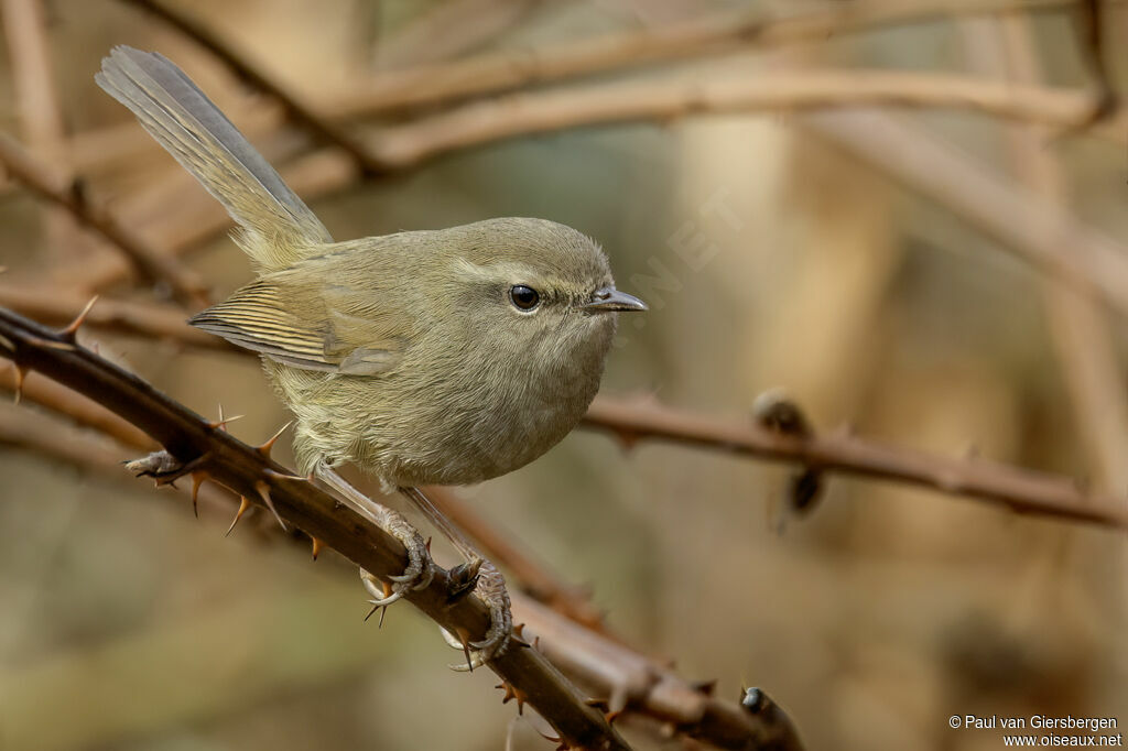 Bouscarle de montagneadulte